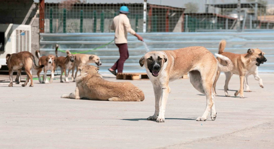 تەندروستی عێراق: لە ساڵی 2025،  50 هەزار حاڵەتی گەستنی سەگ تۆمارکراوە
