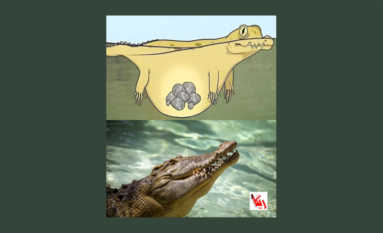 زانیوتە تیمساح بەردیش دەخوات!!